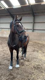 Fantastisch d pony, Dieren en Toebehoren, Paarden, M, Merrie, Gechipt, Minder dan 160 cm