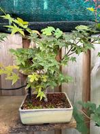 Bonsai acer, Tuin en Terras, Planten | Bomen, Ophalen, Bloeit niet, Halfschaduw, Overige soorten