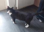 Zwartwit mannetje en vrouwtje., Dieren en Toebehoren, Katten en Kittens | Overige Katten, Meerdere dieren, Kortharig, 0 tot 2 jaar