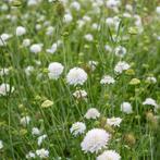 Gifvrije witte duifkruid scabiosa, Ophalen of Verzenden, Voorjaar, Volle zon, Zaad