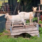 Dwerg 25% angora bokje, Mannelijk, Geit