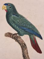 Jacques Barraband - Roodmaskeramazone, Ophalen of Verzenden
