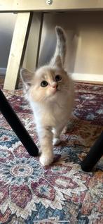 3 prachtige kleuren Ragdoll kittens te koop!, Dieren en Toebehoren, Katten en Kittens | Raskatten | Langhaar, Meerdere dieren