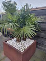 Prachtige palmen in bak (3 stuks), Tuin en Terras, Ophalen of Verzenden, Gehele jaar, Volle zon, Zaad