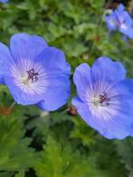Geranium Rozanne, Ophalen of Verzenden, Zomer, Overige soorten, Volle zon