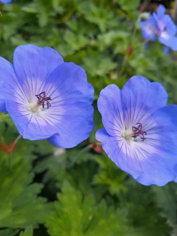 Geranium Rozanne  beschikbaar voor biedingen