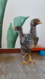 3 Kuikens, Dieren en Toebehoren, Pluimvee, Meerdere dieren, Kip