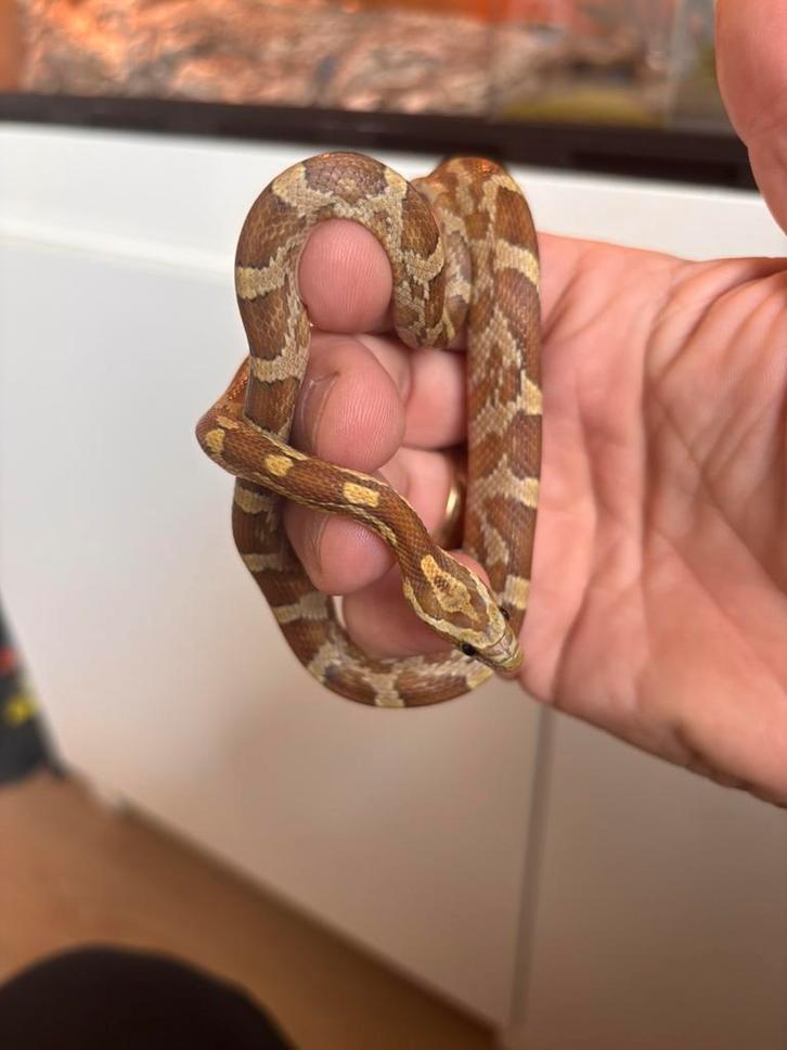 Rode rattenslang caramel, Dieren en Toebehoren, Reptielen en Amfibieën, Slang, 0 tot 2 jaar