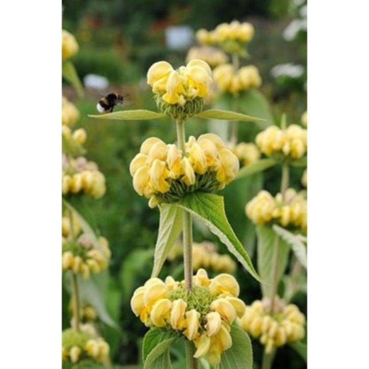 Bio zaden Brandkruid/Etage bloem – Phlomis russeliana, Tuin en Terras, Bloembollen en Zaden, Zaad, Najaar, Halfschaduw, Verzenden