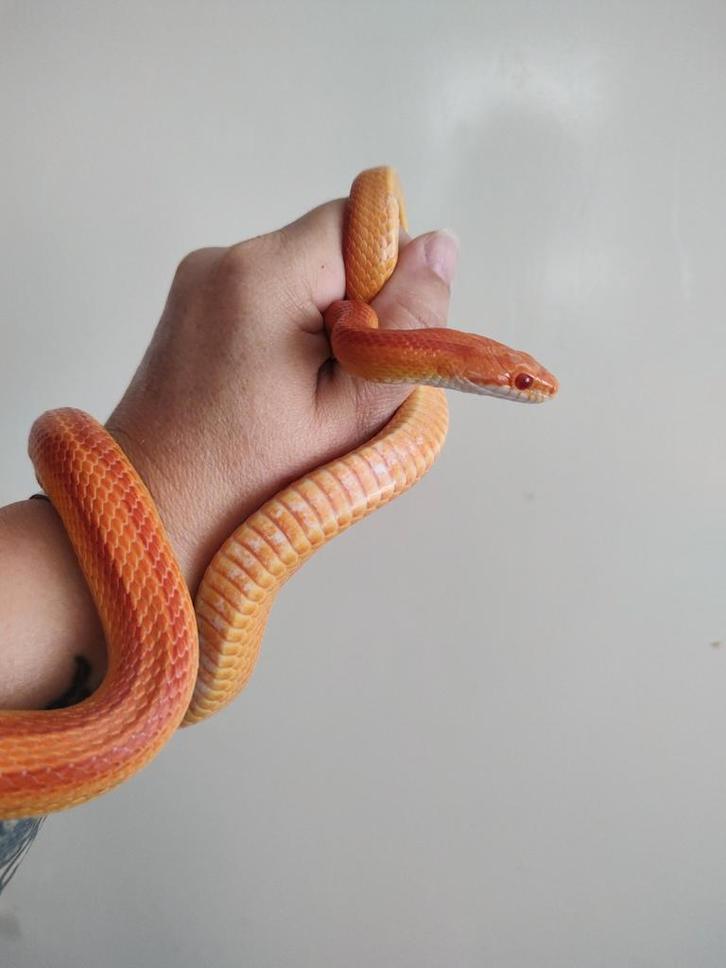 Koppel rattenslangen Rat Snake - female for sale from B&E
