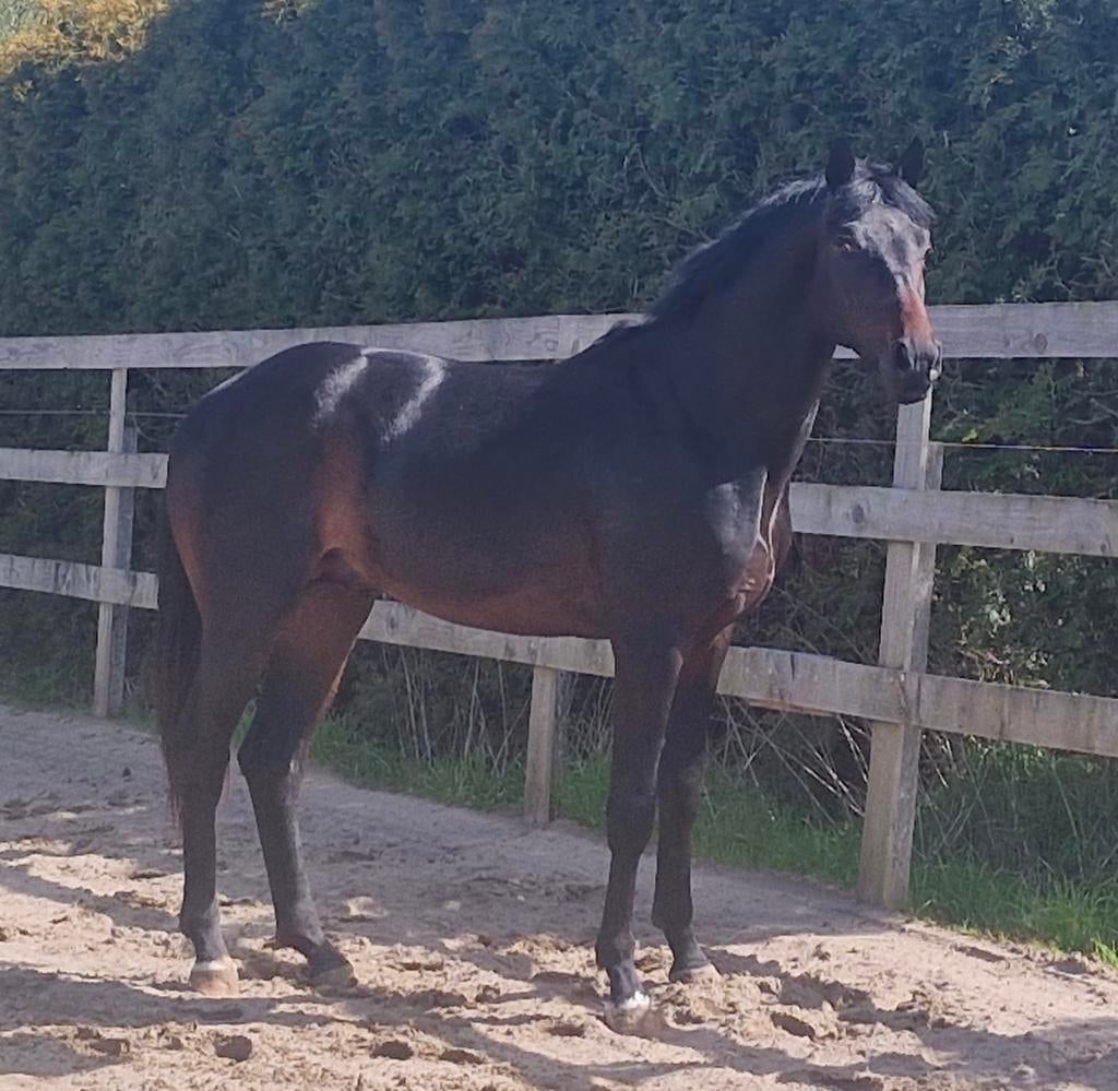 4 jarige hengst, Hengst, Onbeleerd, 3 tot 6 jaar