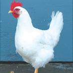 kippen, Dieren en Toebehoren, Pluimvee, Vrouwelijk, Kip