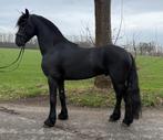 Friese hengst te koop – echte eyecatcher!, Dieren en Toebehoren, Paarden, Hengst, Dressuurpaard, 3 tot 6 jaar