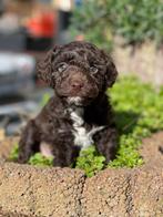 🩵Twee laatste lieve kleine maltipoo reutje choco & merle 🩵, Dieren en Toebehoren, Poedel, Parvo, Reu, 8 tot 15 weken