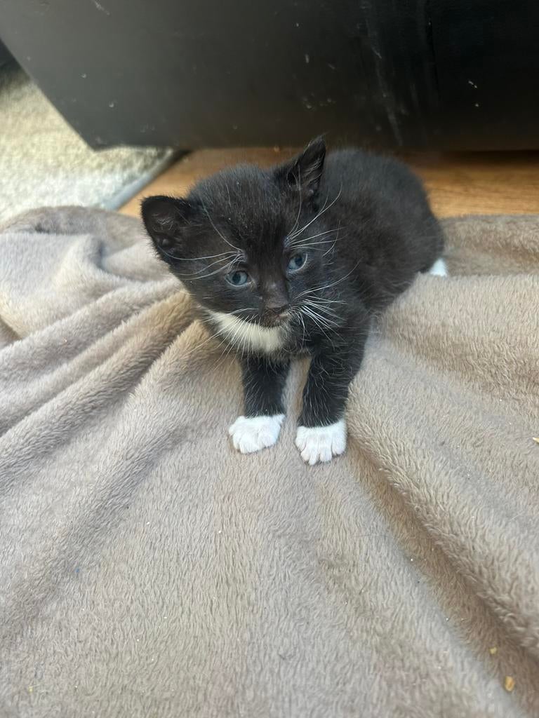 Kittens LEES ADVERTENTIE, Dieren en Toebehoren, Meerdere dieren