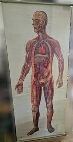 Vintage Anatomische Wandplaat Menselijk Lichaam - Zeldzaam, Ophalen of Verzenden