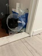 Kat 7 jr. op zoek naar boerderij, Dieren en Toebehoren, Katten en Kittens | Overige Katten, Kater