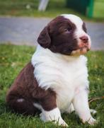 Pups: Nova Scotia Tolling Retriever x Friese Stabij, Overige rassen, 8 tot 15 weken, Parvo, Meerdere