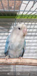 TE KOOP;  DWERGPAPEGAAI ROSEICOLLIS AGAPORNIS POP, Vrouwelijk, Dwergpapegaai of Agapornis, Geringd