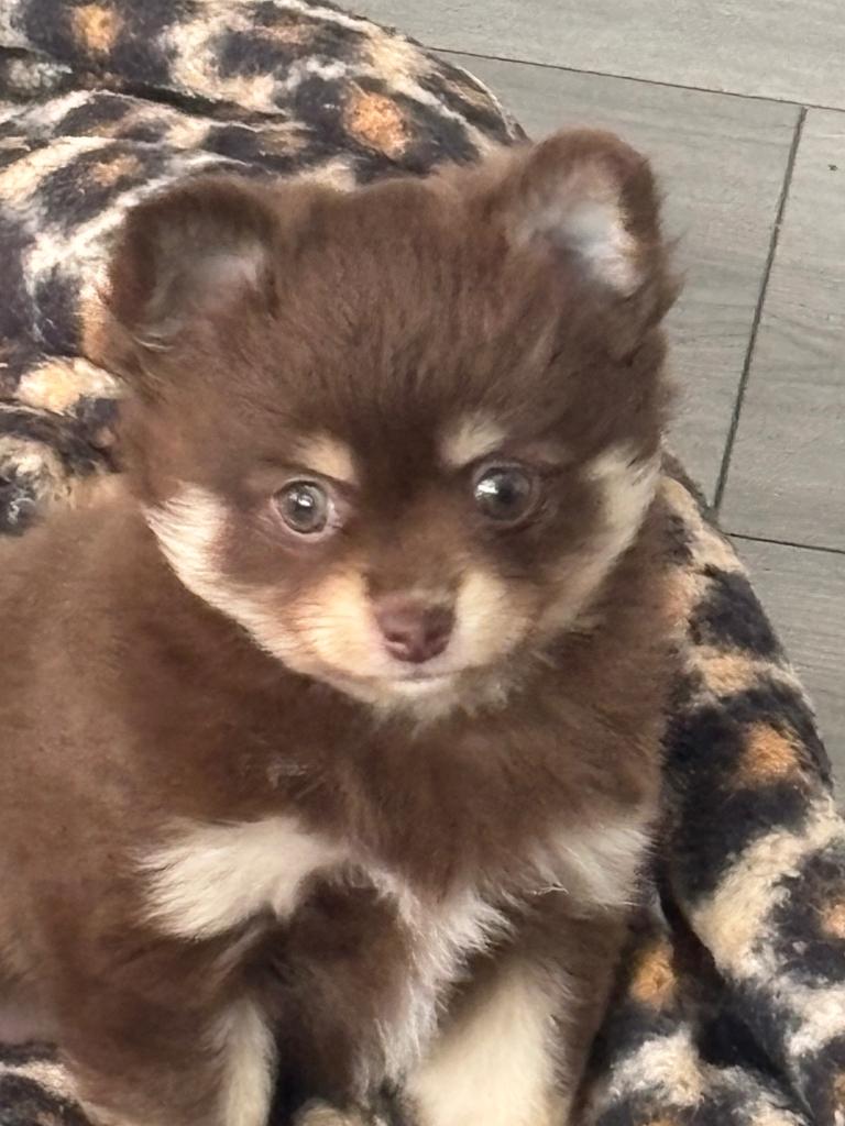 Chihuahua teefje, Parvo, 8 tot 15 weken, Teef, Eén hond