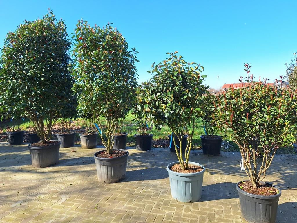 Photinia red robin, glansmispel, pink marble, Ophalen