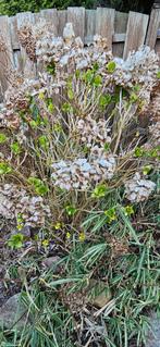 Tuinplanten gratis, Ophalen, Vaste plant, Overige soorten, Halfschaduw