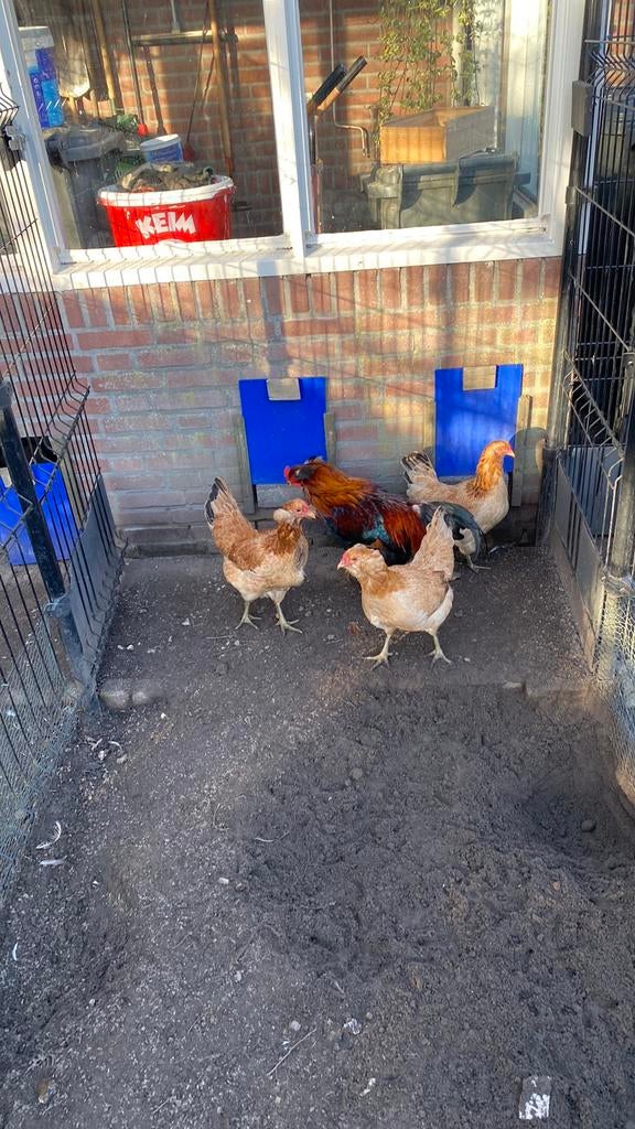 Te koop broedeieren aucarana tarwe groenlegger, Dieren en Toebehoren, Pluimvee, Geslacht onbekend, Kip