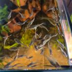 Endler guppies vrouw! Inruil endler mannen welkom!, Dieren en Toebehoren, Vis