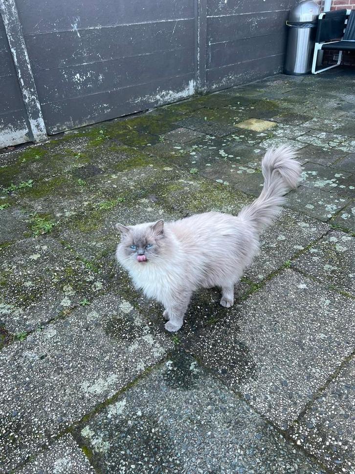 Ragdoll, Dieren en Toebehoren, Katten en Kittens | Dekkaters