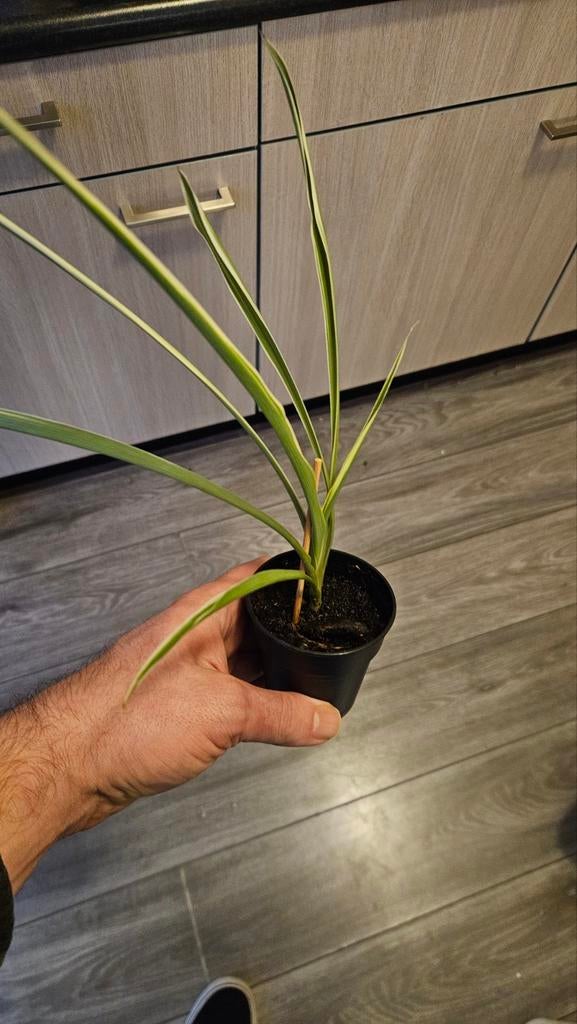Spinnenplant stekje, Ophalen, Overige soorten, Volle zon