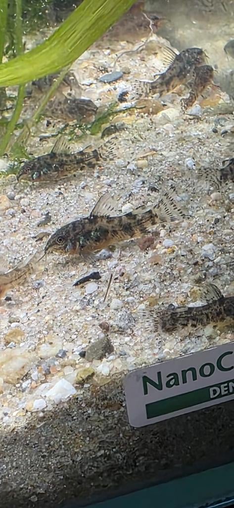 Corydoras Paleatus  50 stuks voor 37,50euro, Dieren en Toebehoren, Vissen | Aquariumvissen, Vis, Zoetwatervis, Schoolvis