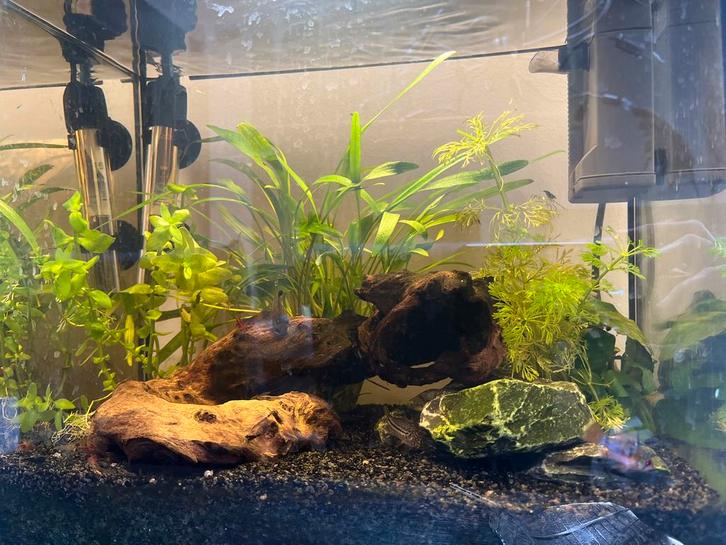 Gratis garnalen, Dieren en Toebehoren, Vissen | Aquariumvissen, Kreeft, Krab of Garnaal