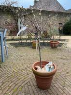 Perenboom clapps met pot, Ophalen, Bloeit niet, Overige soorten, 100 tot 250 cm