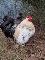 2 krielhaantjes, Dieren en Toebehoren, Mannelijk, Kip