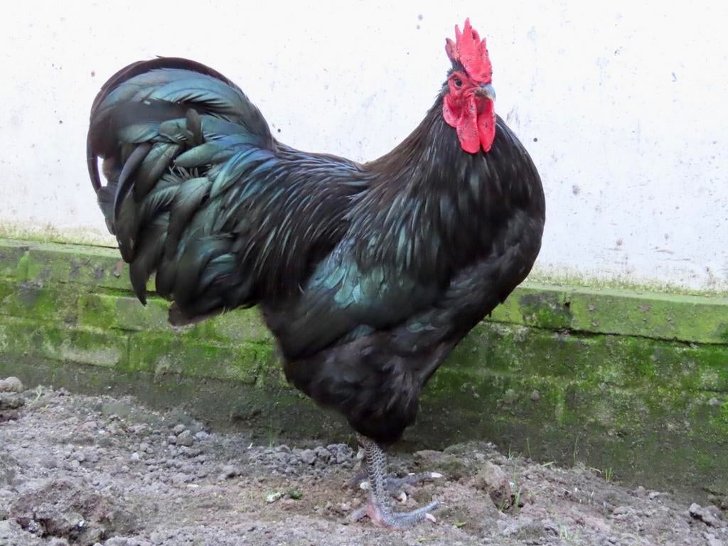 Jersey, mooie grote haan, Dieren en Toebehoren, Pluimvee, Kip, Mannelijk