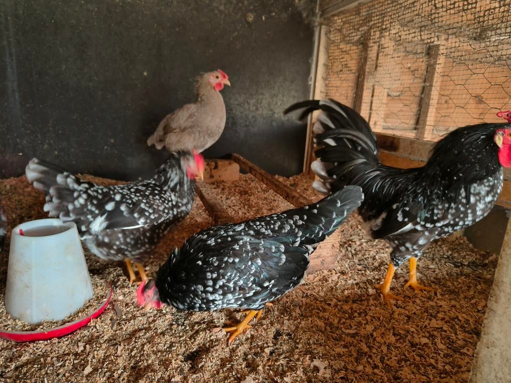 Broedeieren Ancona kriel Rozekam, zeldzaam, Dieren en Toebehoren, Pluimvee, Geslacht onbekend, Kip