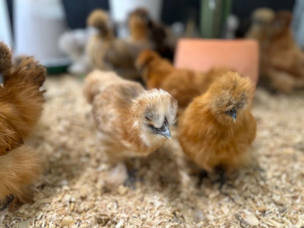 Jonge tamme Zijdehoen kriel kippen gesekst & ingeënt, Dieren en Toebehoren, Pluimvee, Vrouwelijk, Kip