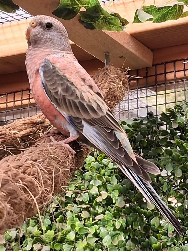 Bourke parkiet mag bijna verhuizen, Dieren en Toebehoren, Vogels | Parkieten en Papegaaien, Meerdere dieren, Parkiet