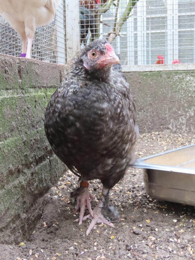 Ziggy, tam hanen kuiken, Mannelijk, Kip