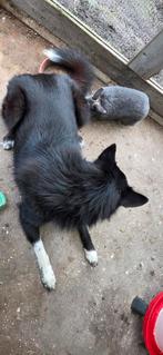 Nala zoekt een liefdevol, sportief gezin., 1 tot 2 jaar, Teef, Parvo, Eén hond