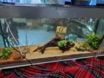 Wegens verhuizing compleet aquarium Juwel 240 liter te koop, Ophalen, Zo goed als nieuw, Gevuld zoetwateraquarium