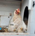 Serama broedeieren, Geslacht onbekend, Kip