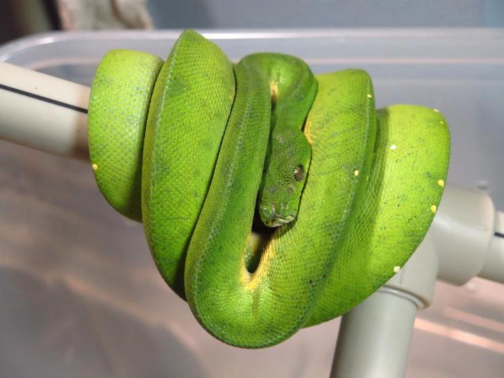 0.1 Femelle morelia viridis Cyclop Green Tree Python - female for sale from reptile900