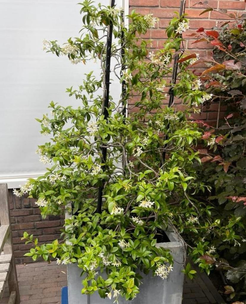 Toscaanse jasmijn in pot, Ophalen, Volle zon, Vaste plant, Klimplanten