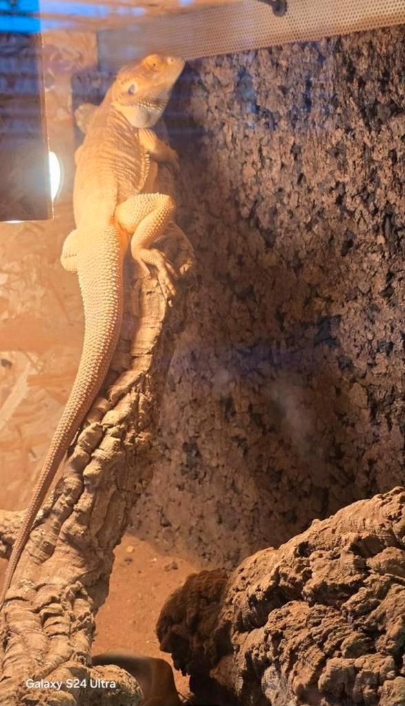 Baardagaam Man met Terrarium + Onderkast zwart Bearded Dragon - male for sale from CM Eagle
