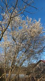 De eerste kerspruimen bloeien, Ophalen of Verzenden, Minder dan 100 cm, Overige soorten, Lente