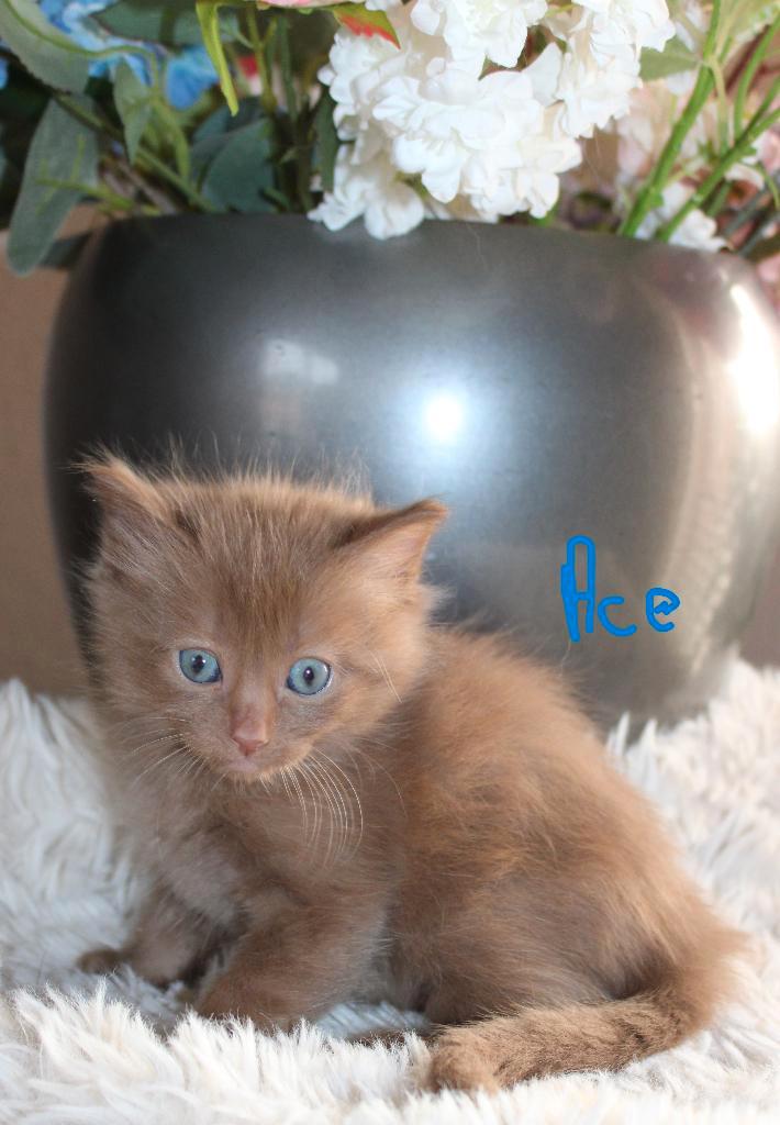 Ragdoll cinnamon (drager) kittens MET STAMBOOOM, Dieren en Toebehoren, Katten en Kittens | Raskatten | Langhaar, Meerdere dieren