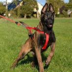 Gezocht herders die dolgraag met een bal willen spelen, Parvo, 15 weken tot 1 jaar, Geslacht onbekend, Meerdere