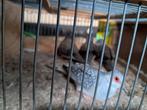 Diamant duifjes, Dieren en Toebehoren, Meerdere dieren, Kleurkanarie