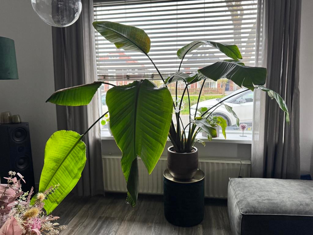Grote Strelitzia Nicolai kamerplant, Ophalen, 100 tot 150 cm, Overige soorten, Halfschaduw